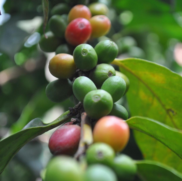 Costa Rican coffee is beloved around the world. Students visited the Doka Estate in Alajuela to observe the process from farm, to table, to their very own tastebuds.
